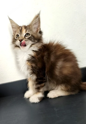 Reinrassige Maine Coon Kitten  Bild 3