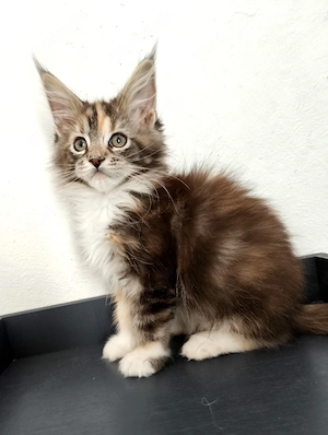 Reinrassige Maine Coon Kitten  Bild 2