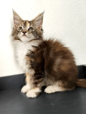Reinrassige Maine Coon Kitten 