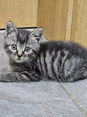 Baby Katzen 2 Stück