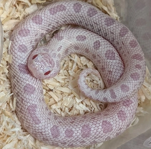 Superarctic Snow, Yeti, Superyeti - Heterodon nasicus, Hakennasennatter