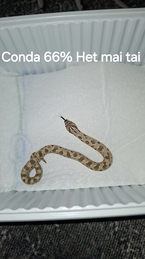 Heterodon nasicus Jungtiere  Bild 3