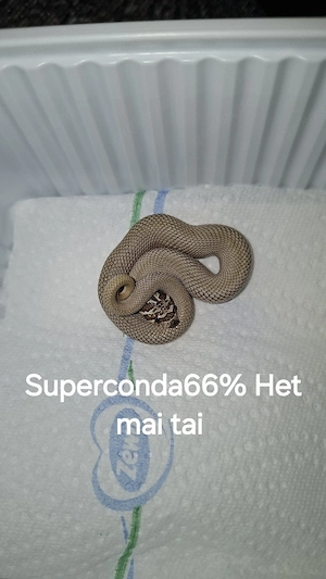 Heterodon nasicus Jungtiere  Bild 5