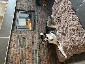 Sibirischer Traum-Husky sucht liebevolles Zuhause