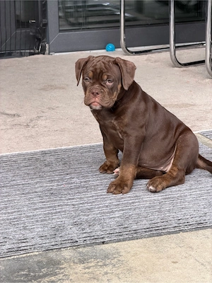 Old English Bulldog 1 Hündin sucht noch ein Zuhause