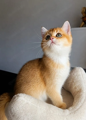 BKH Reinrassige Kitten Golden Chinchilla 