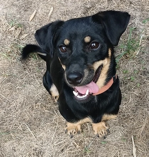 PAULINA, ca 1 J. tolles Mischlingsmädchen 