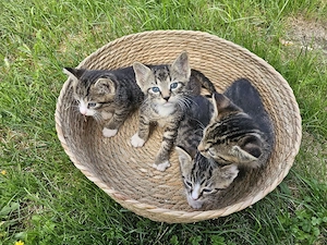 Liebevolles Zuhause für unsere Babykatzen gesucht   