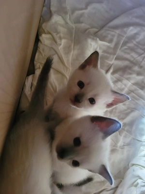 supersüße reinrassige Siamkitten Bild 2