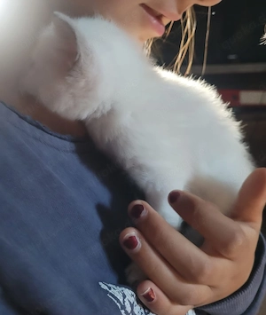 supersüße reinrassige Siamkitten Bild 5