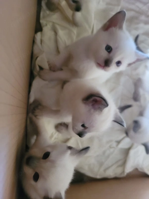supersüße reinrassige Siamkitten Bild 4
