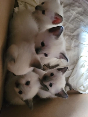 supersüße reinrassige Siamkitten Bild 3