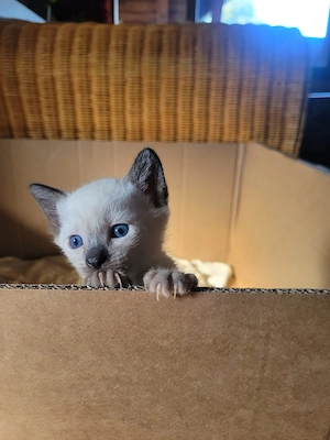 supersüße reinrassige Siamkitten
