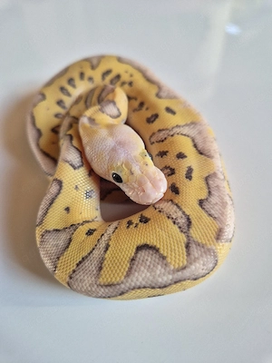0.1 Super Pastel Fire Enchi Clown Bild 2