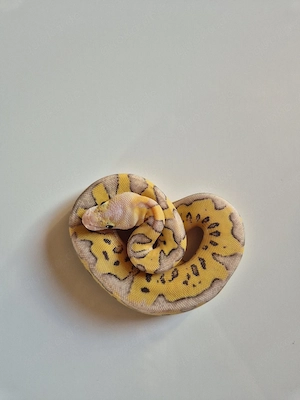 0.1 Enchi Firefly Clown
