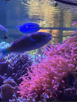 Meerwasser Aquarium Auflösung