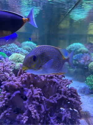 Gefleckter Kaninchenfisch
