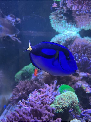Meerwasser Aquarium Auflösung