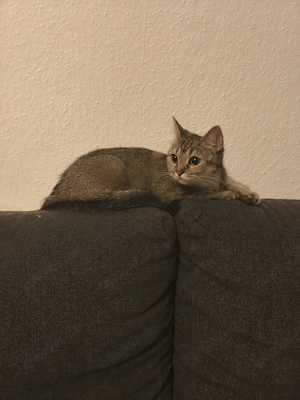 DRINGEND! Katzendame Katze Kätzin Weiblich