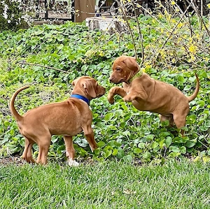Diese zwei wunderschönen Rhodesian-Ridgeback-Welpen warten noch auf ihr Zuhause   nur 1 Rüde & 1 Hün