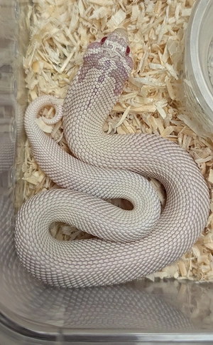 Superarctic Snow, Yeti, Superyeti - Heterodon nasicus, Hakennasennatter