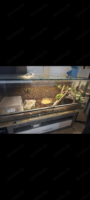   Glas Terrarium 150 60 50  