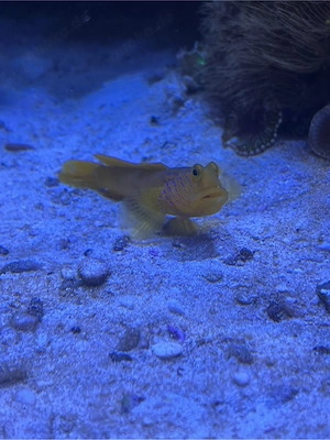 Meerwasser Aquarium Auflösung