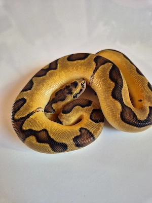 0.1 Enchi Firefly Clown