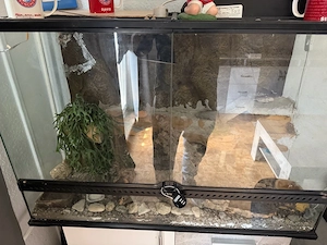 verkaufe meine Leopardgecko 