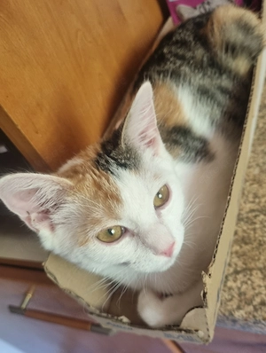 Bezauberndes Kätzchen sucht ein neues Zuhause!