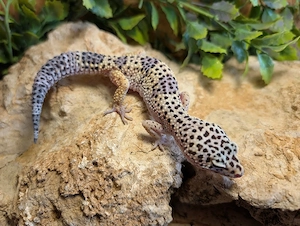 Leopardgecko Nz 25 