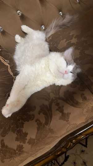Ragdoll Kater