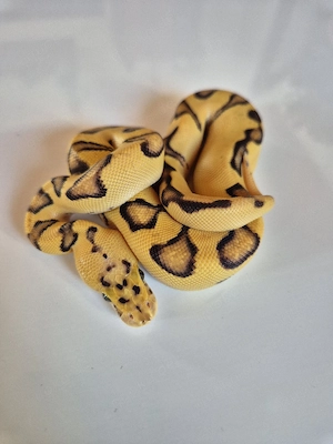 0.0.1 Superfly Enchi Clown