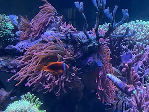 Anemonen und Clownfische