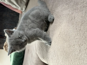 BKH Kätzchen und Kater 