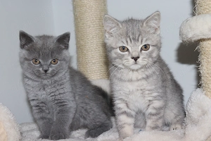 Süße BKH-KItten suchen ein neues Zuhause