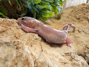 Leopardgeckos ENZ 26 