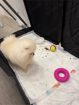 Pomeranian Boo Zwergspitz Welpe Rüde 