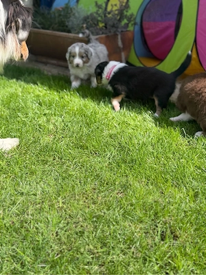 Australian Shepherd Welpen Bild 3