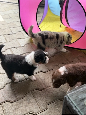 Australian Shepherd Welpen Bild 2