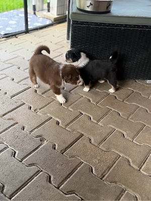 Australian Shepherd Welpen