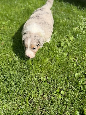 Australian Shepherd Welpen Bild 4