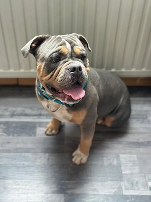 Verkaufe meine liebevolle New English Bulldog 