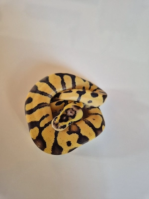 0.0.1 Super Pastel Enchi 100% Het Clown 
