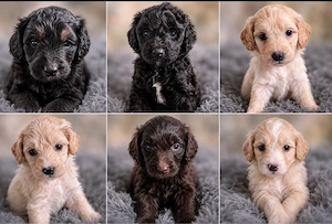 Goldendoodle zu verkaufen  