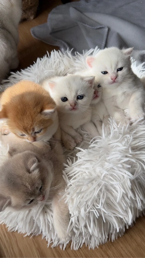Britisch Kurzhaar *bkh* kitten golden silver shaded tabby zu verkaufen!