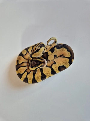 0.0.1 Firefly 100% Het Clown