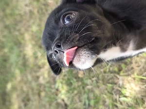 Chihuahua auszugsbereit Bild 4