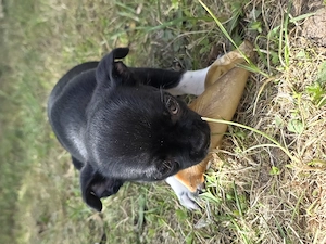 Chihuahua auszugsbereit Bild 5