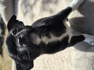 Chihuahua auszugsbereit Bild 7